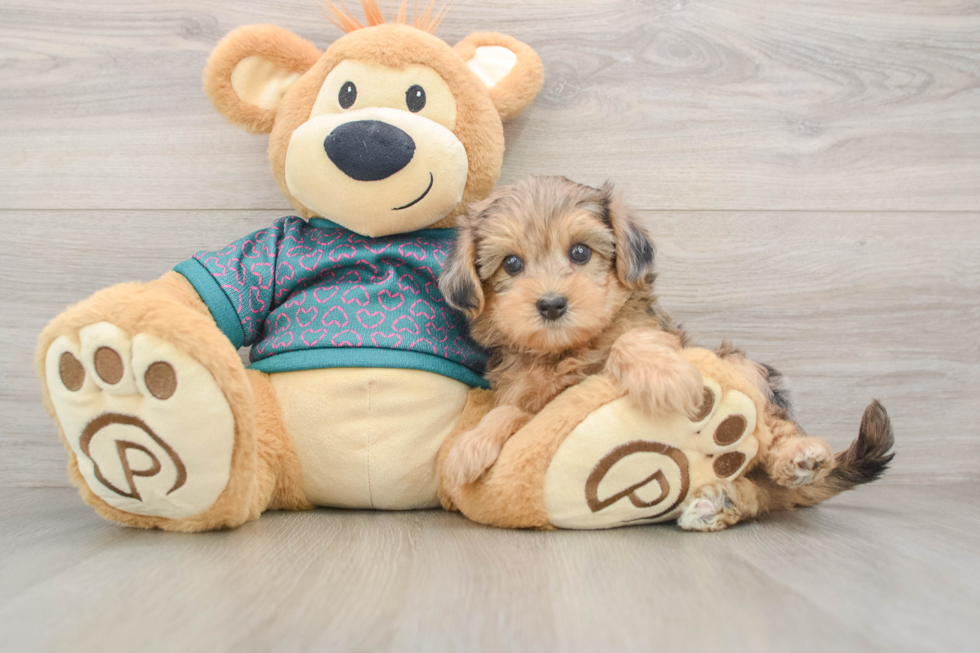 Yorkie Poo Puppy for Adoption