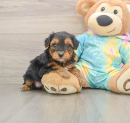 9 week old Yorkie Poo Puppy For Sale - Lone Star Pups