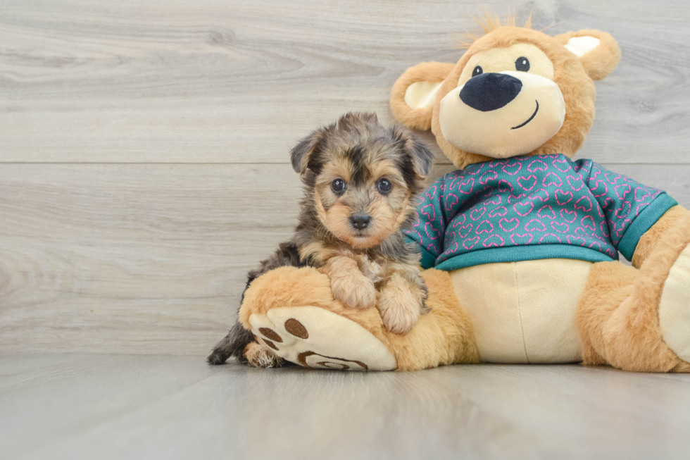 Yorkie Poo Pup Being Cute