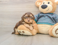 7 week old Yorkie Poo Puppy For Sale - Lone Star Pups