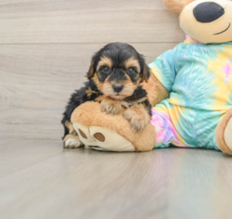 7 week old Yorkie Poo Puppy For Sale - Lone Star Pups