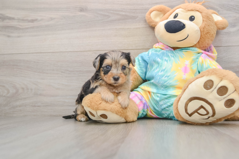 Best Yorkie Poo Baby