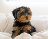 Yorkie Poo Puppies For Sale Lone Star Pups