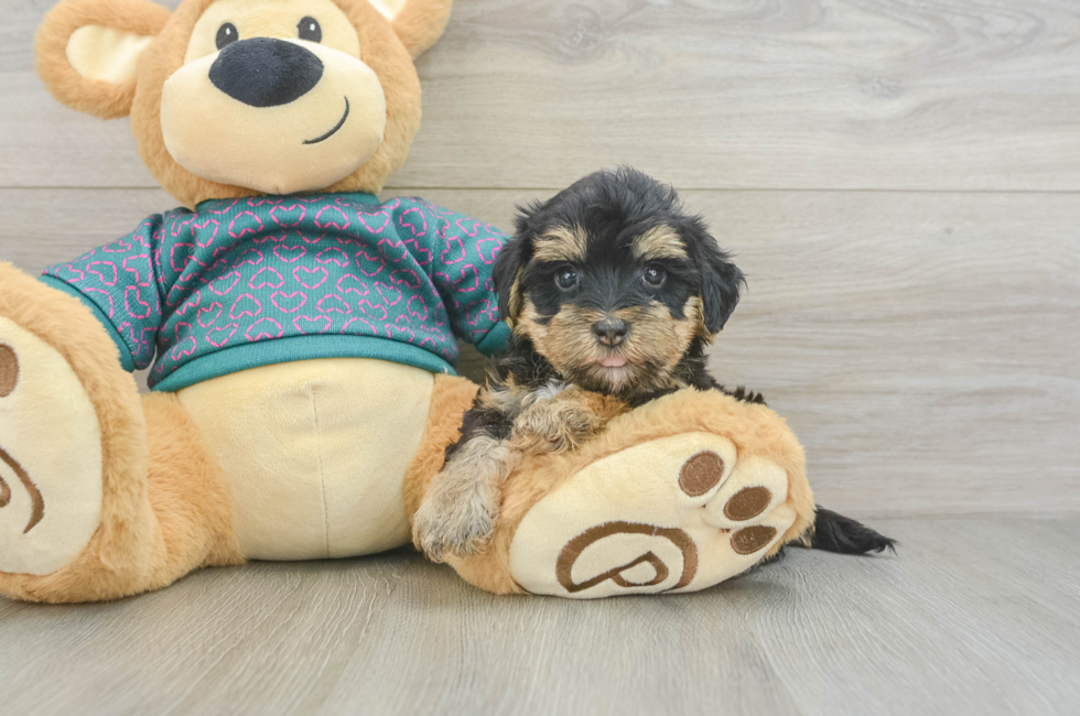 5 week old Yorkie Poo Puppy For Sale - Lone Star Pups
