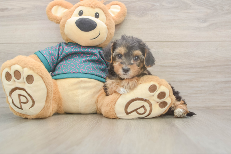 Yorkie Poo Puppy for Adoption