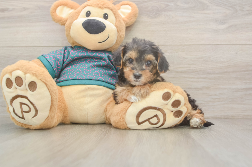 6 week old Yorkie Poo Puppy For Sale - Lone Star Pups