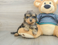 7 week old Yorkie Poo Puppy For Sale - Lone Star Pups