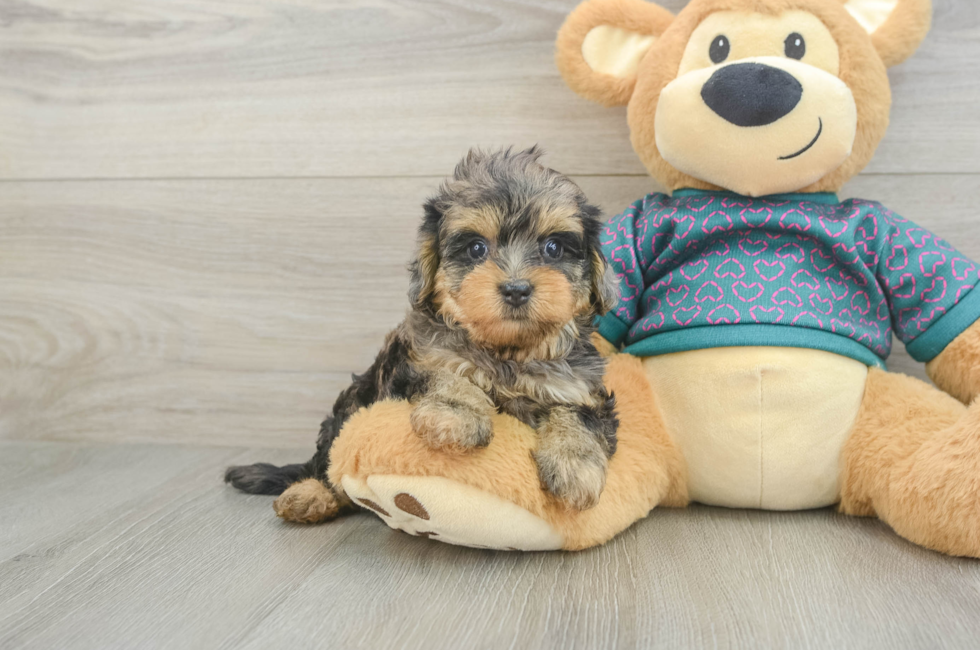 5 week old Yorkie Poo Puppy For Sale - Lone Star Pups