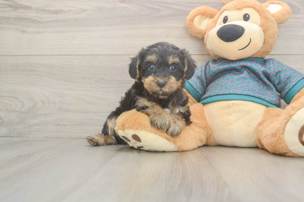 6 week old Yorkie Poo Puppy For Sale - Lone Star Pups