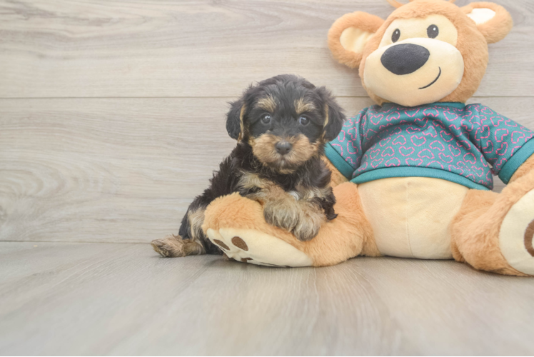 Meet Rebecca - our Yorkie Poo Puppy Photo  1/3 - Lone Star Pups Yorkie Poo Pup Being Cute
