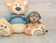 8 week old Yorkie Poo Puppy For Sale - Lone Star Pups