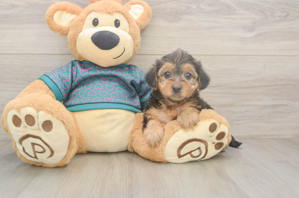 6 week old Yorkie Poo Puppy For Sale - Lone Star Pups