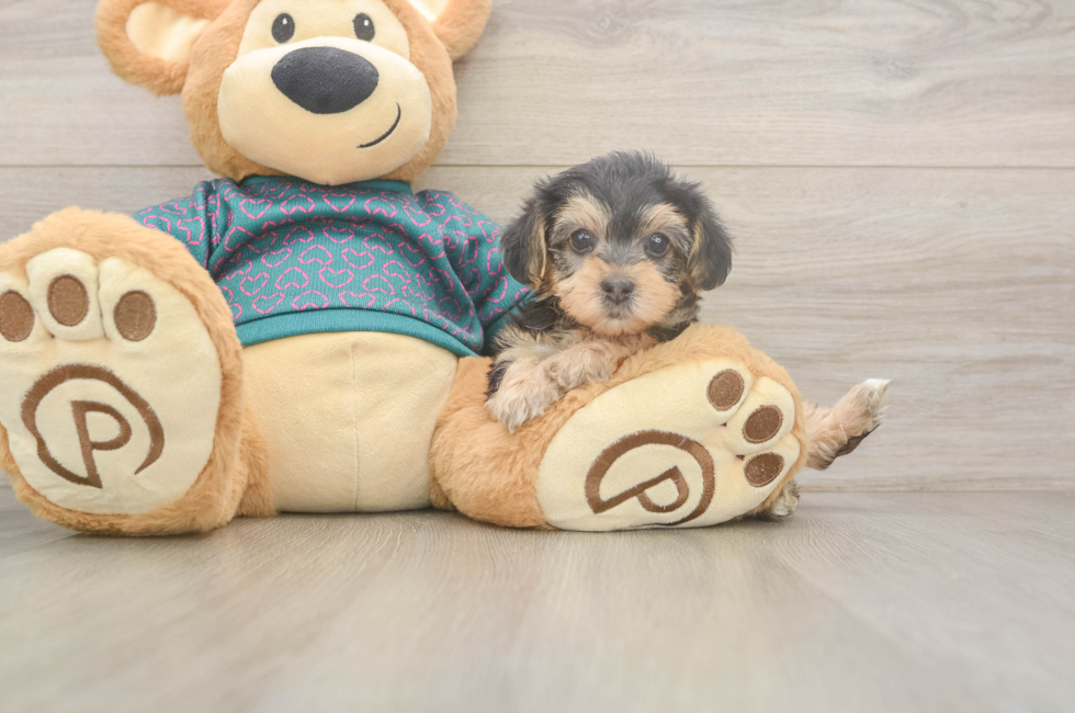 6 week old Yorkie Poo Puppy For Sale - Lone Star Pups