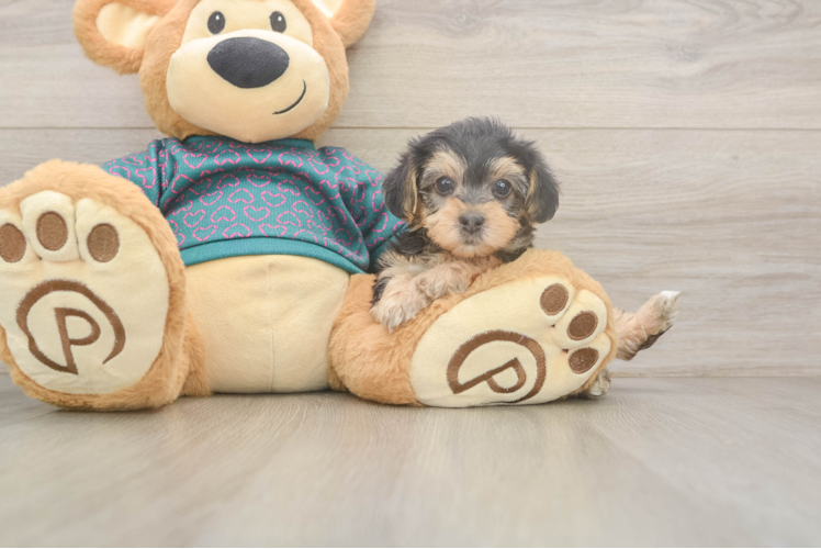 Meet Roscoe - our Yorkie Poo Puppy Photo  1/3 - Lone Star Pups Best Yorkie Poo Baby