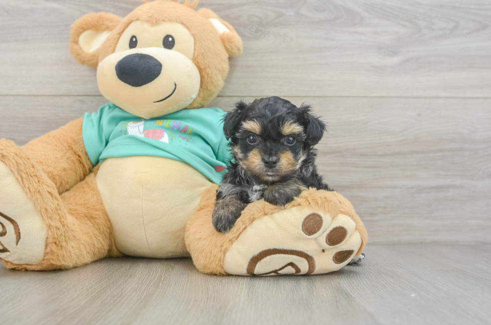 6 week old Yorkie Poo Puppy For Sale - Lone Star Pups