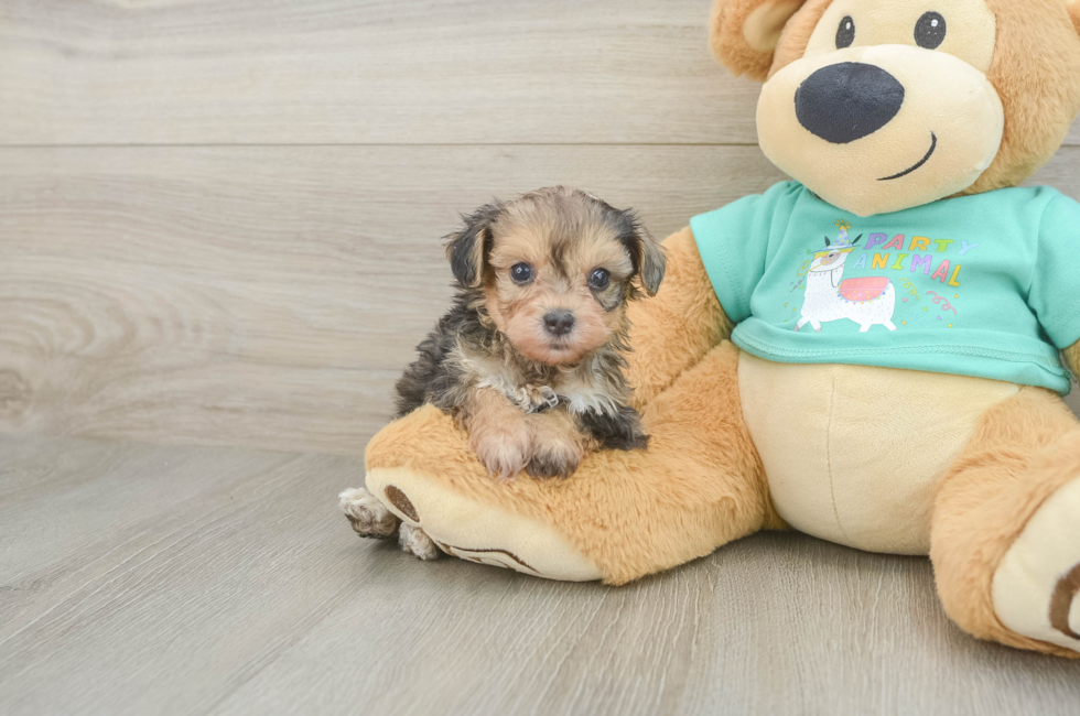 5 week old Yorkie Poo Puppy For Sale - Lone Star Pups
