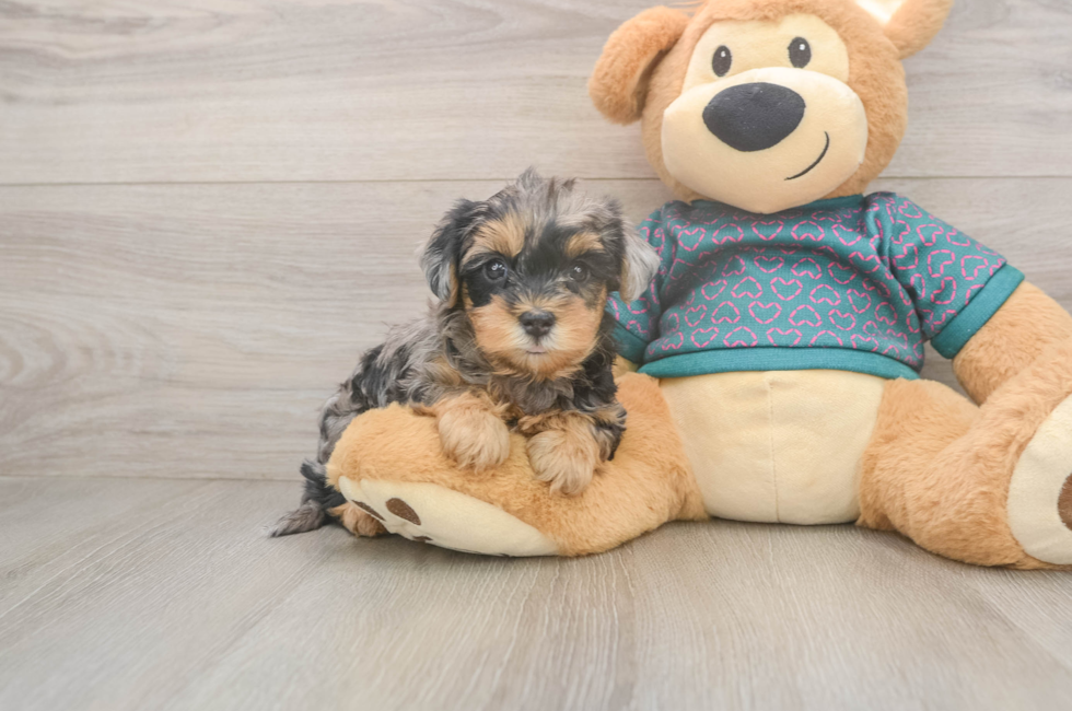 5 week old Yorkie Poo Puppy For Sale - Lone Star Pups