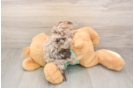 Popular Yorkie Poo Poodle Mix Pup