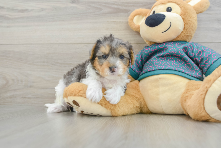 Adorable Yorkiedoodle Poodle Mix Puppy