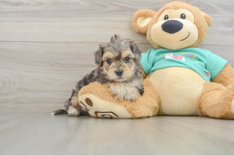 Funny Yorkie Poo Poodle Mix Pup