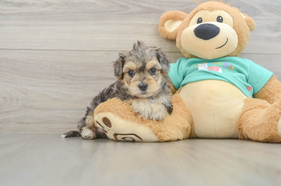 6 week old Yorkie Poo Puppy For Sale - Lone Star Pups