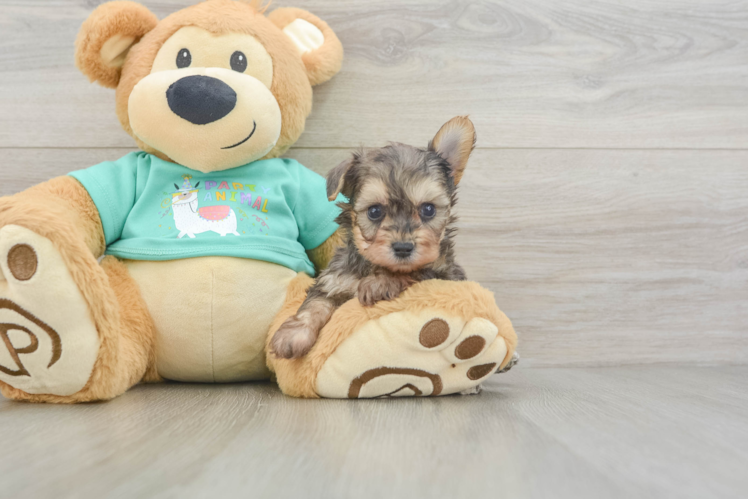Happy Yorkie Poo Baby