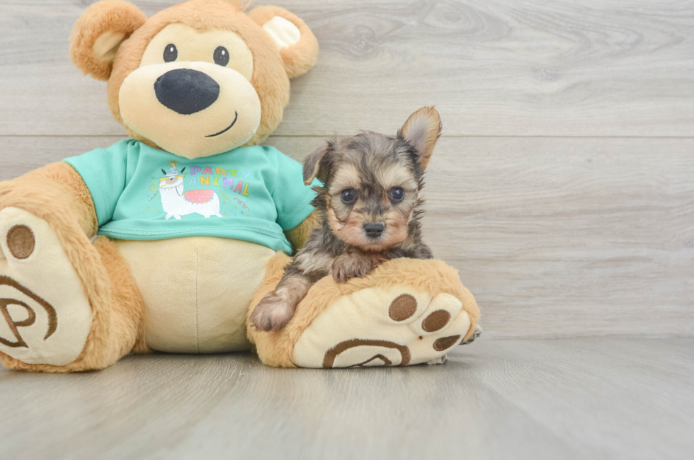 5 week old Yorkie Poo Puppy For Sale - Lone Star Pups