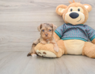 8 week old Yorkie Poo Puppy For Sale - Lone Star Pups