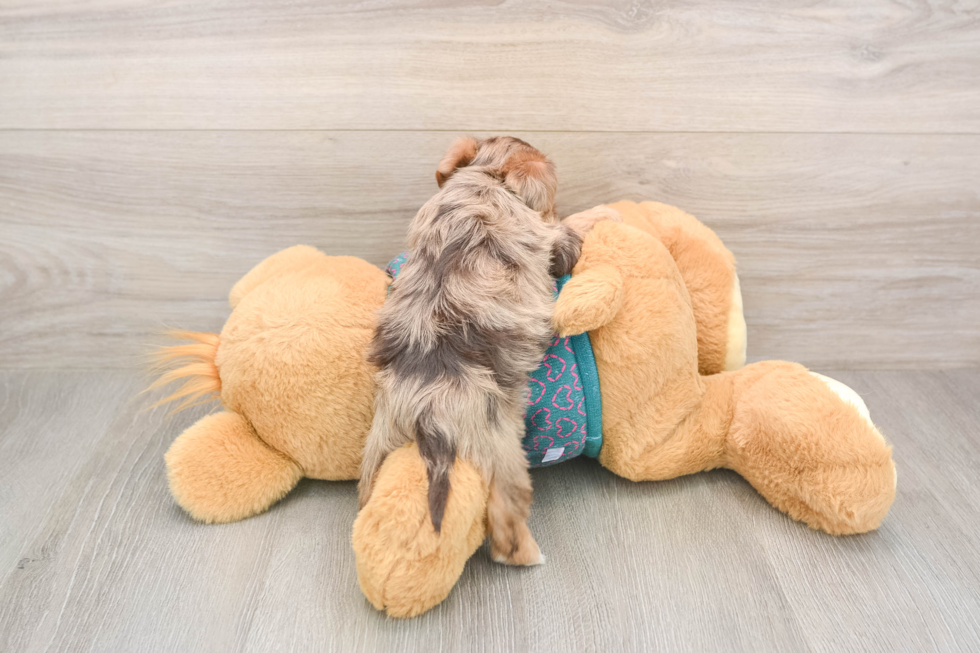 Hypoallergenic Yorkie Doodle Poodle Mix Puppy