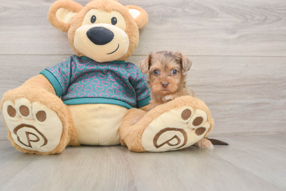 Little Yorkie Poodle Mix Poodle Mix Puppy