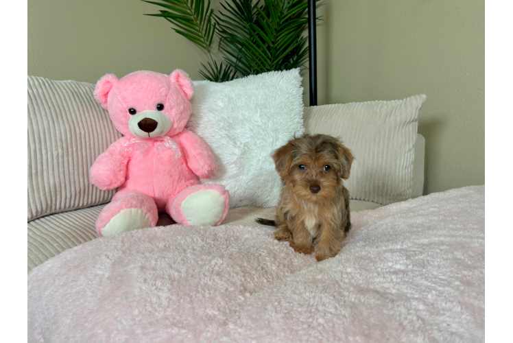 Cute Yorkie Poo Poodle Mix Pup