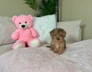 9 week old Yorkie Poo Puppy For Sale - Lone Star Pups