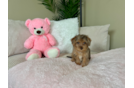 Cute Yorkie Poo Poodle Mix Pup