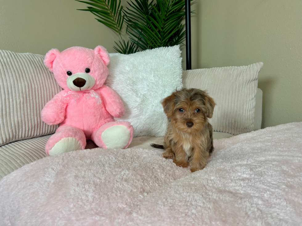 Cute Yorkie Poo Poodle Mix Pup