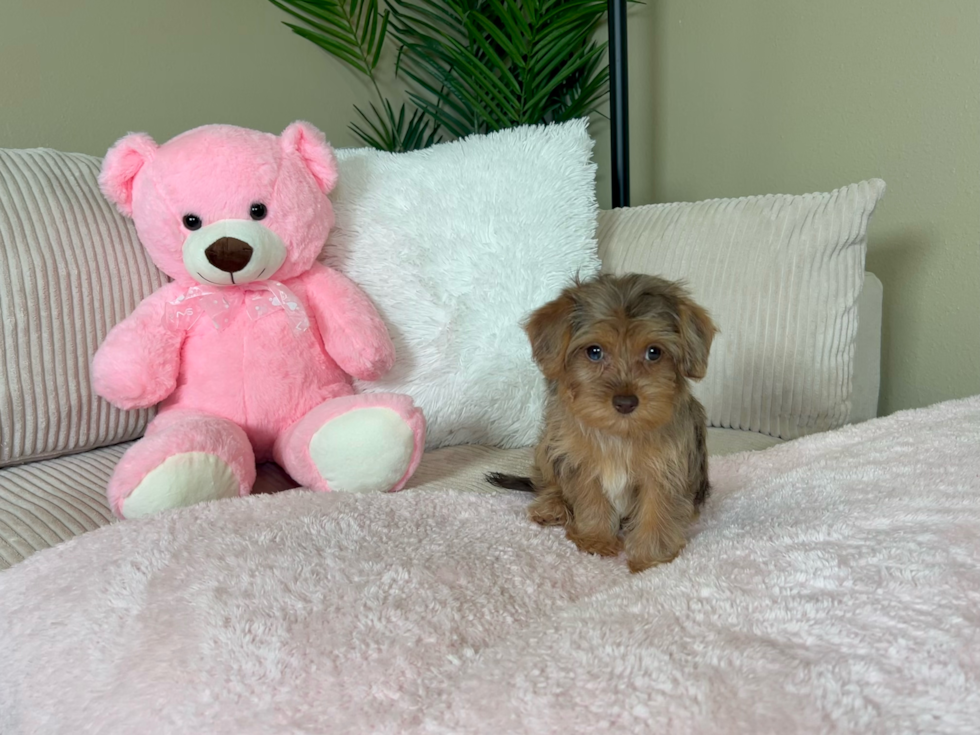 Yorkie Poo Pup Being Cute