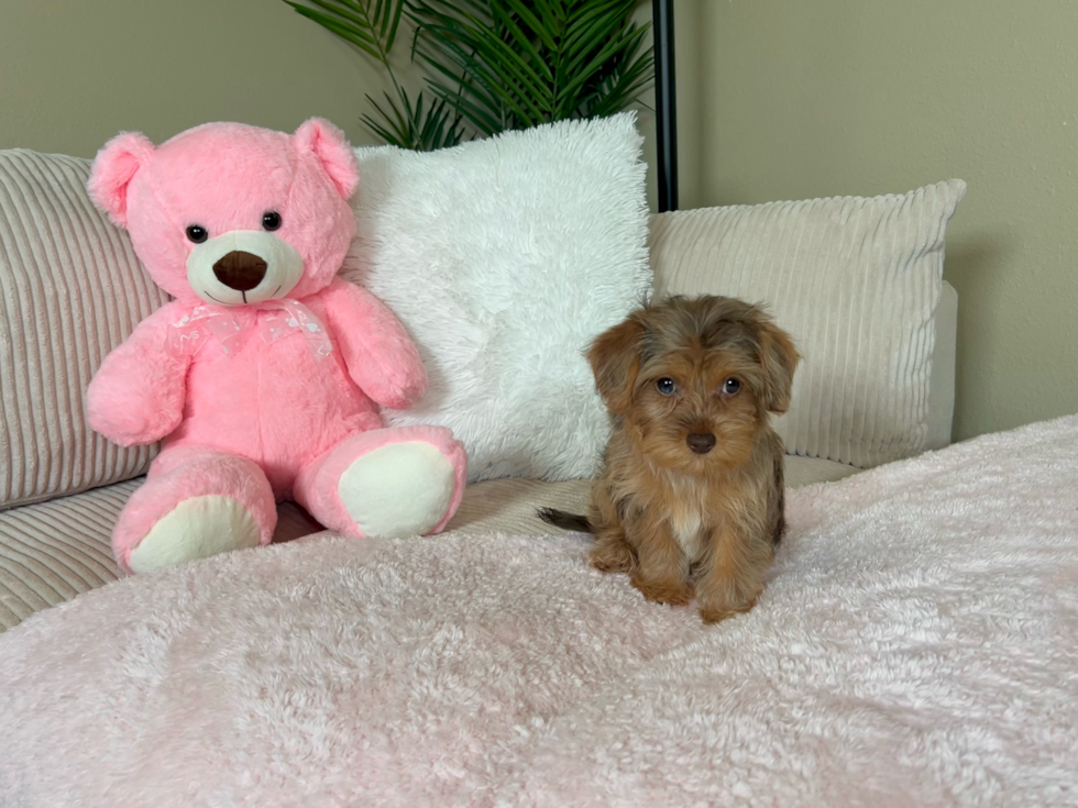 Yorkie Poo Puppy for Adoption