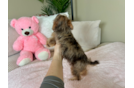 Cute Yorkie Poo Poodle Mix Pup