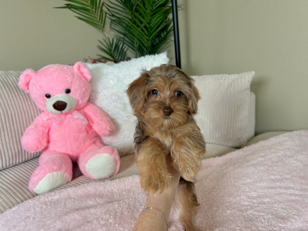 Yorkie Poo Pup Being Cute
