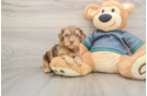 Cute Yorkie Poo Baby