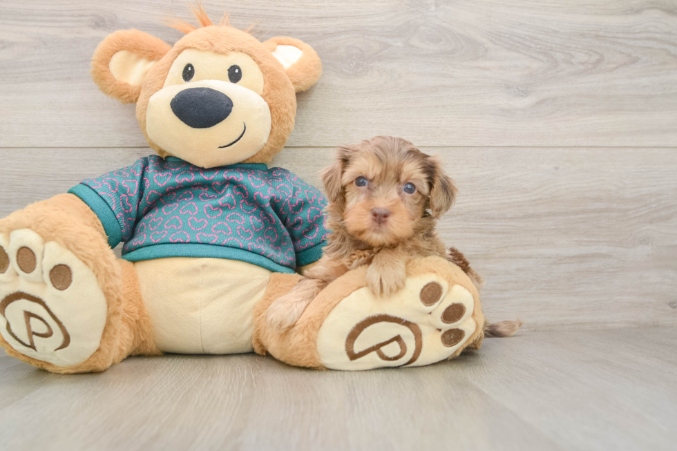 Popular Yorkie Poo Poodle Mix Pup