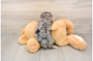 Yorkie Poo Puppy for Adoption