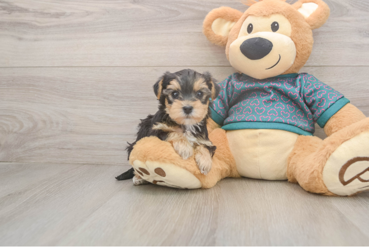 Yorkie Poo Puppy for Adoption