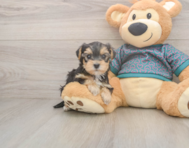 8 week old Yorkie Poo Puppy For Sale - Lone Star Pups