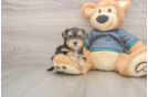 Yorkie Poo Puppy for Adoption