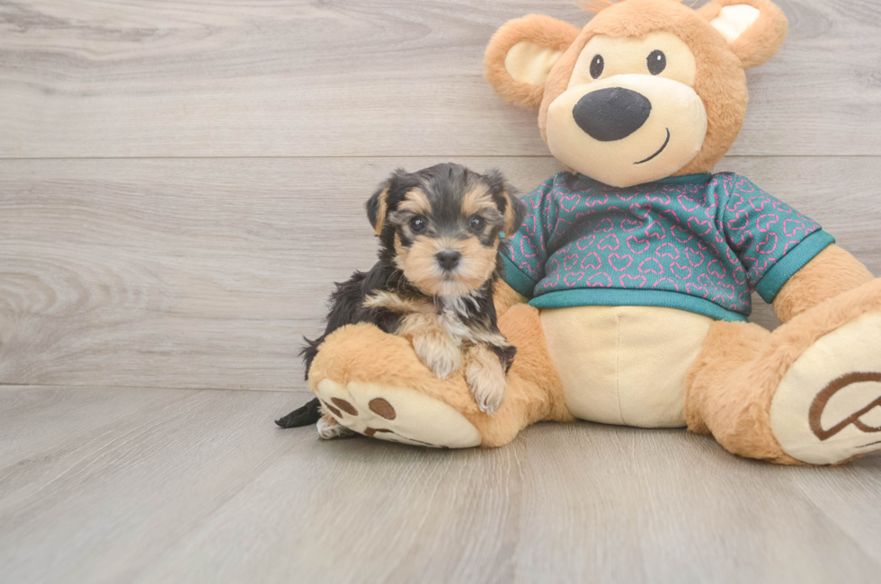 5 week old Yorkie Poo Puppy For Sale - Lone Star Pups