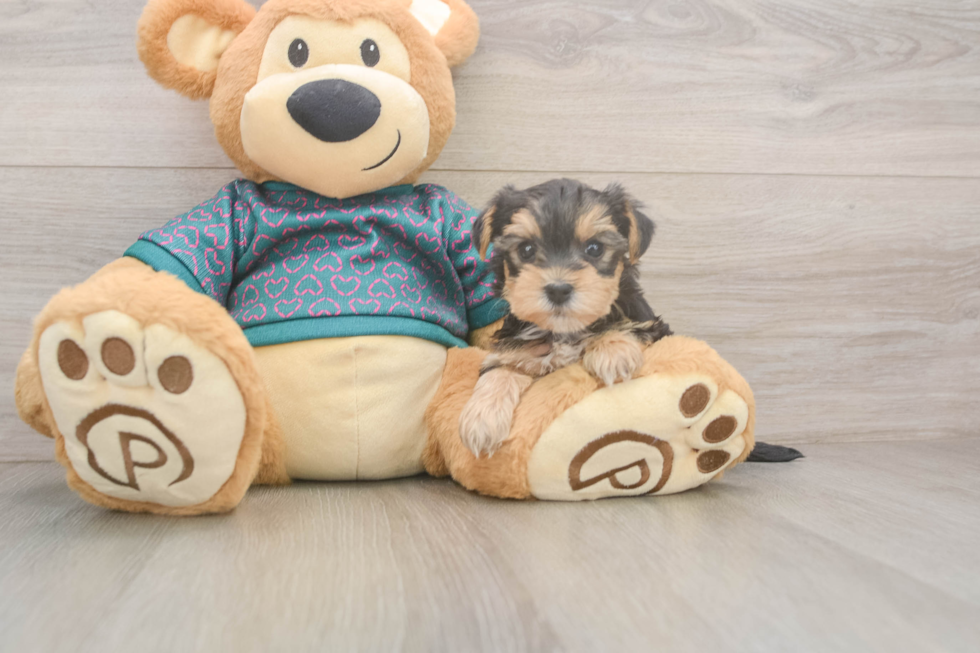 Petite Yorkie Poo Poodle Mix Pup
