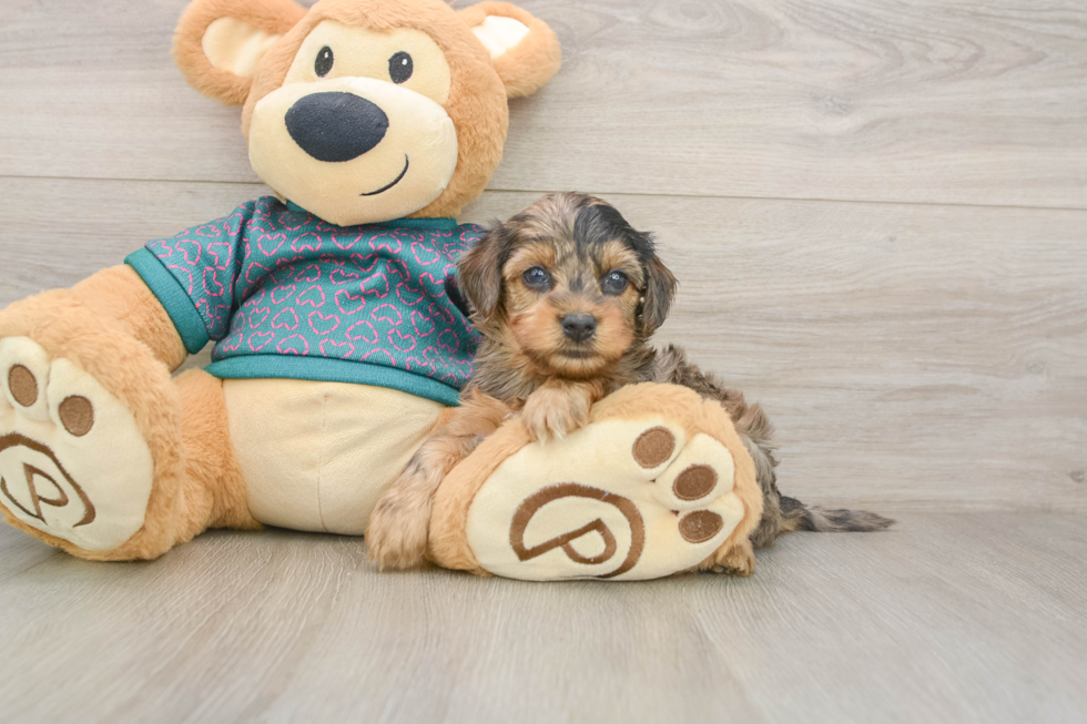 Best Yorkie Poo Baby