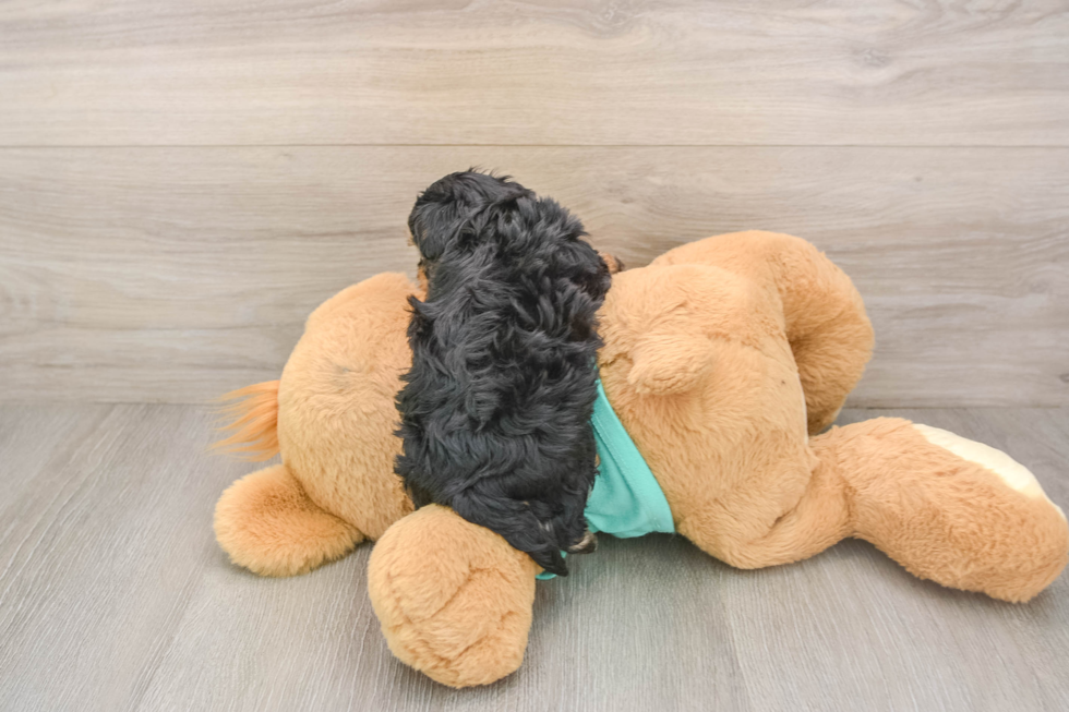 Cute Yorkie Poo Baby
