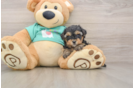 Yorkie Poo Puppy for Adoption