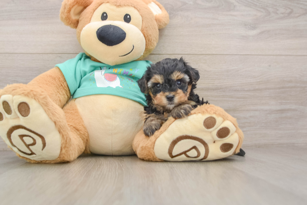 Yorkie Poo Puppy for Adoption